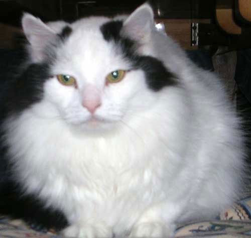 Jasper