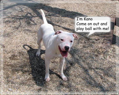 Kano