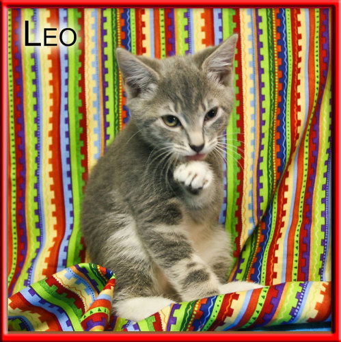 Leo