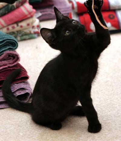 Licorice