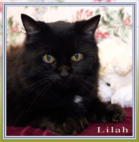 Lilah