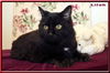 Lilah