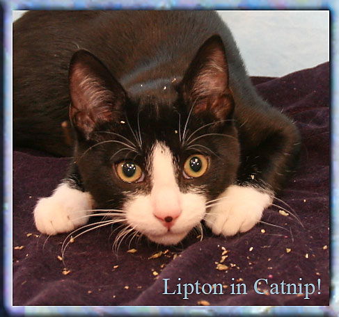 Lipton