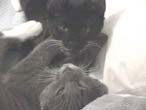Louie