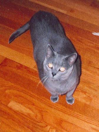 Nala