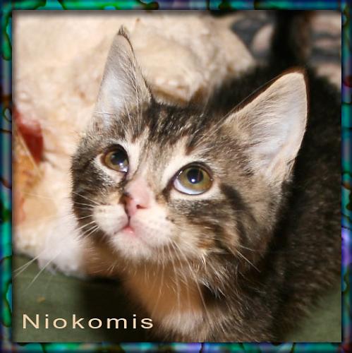 Nokomis
