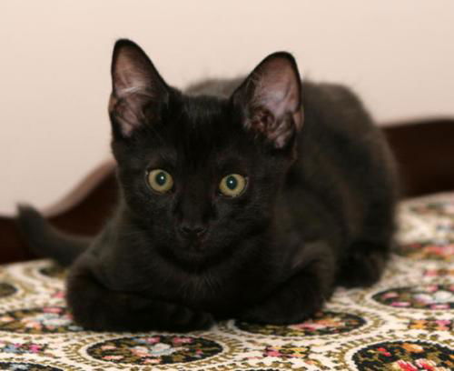 Nutmeg
