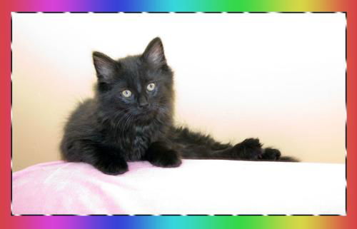 Onyx