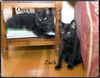 Onyx