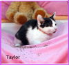 Taylor