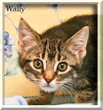 Wally