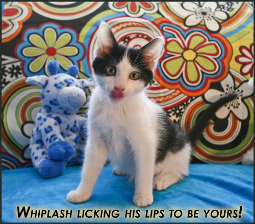 Whiplash