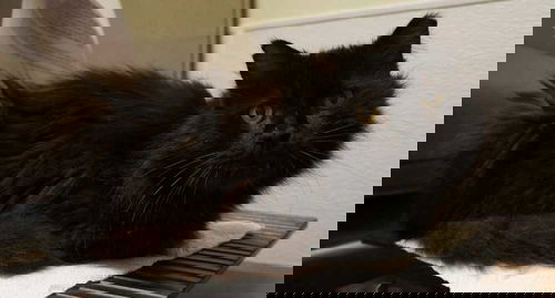 Louie Trombone