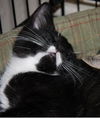 Patsy