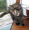 Myrtle
