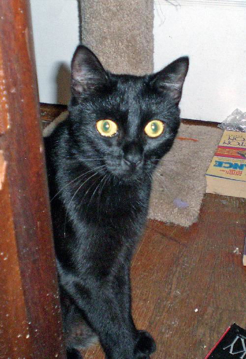 Lenora