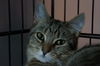 Tabitha
