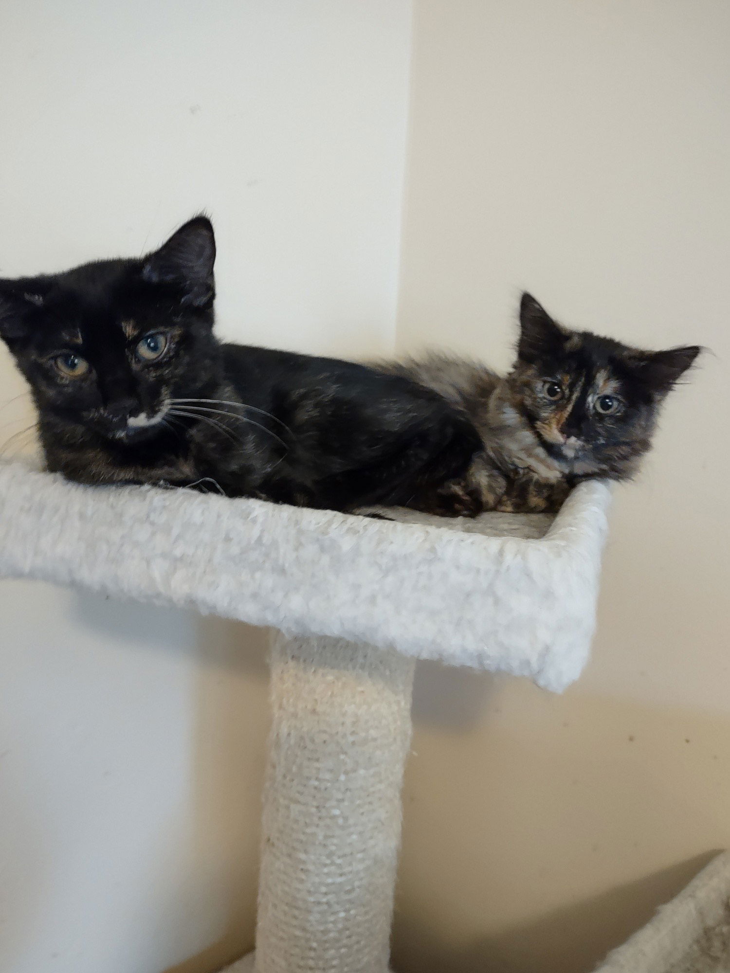 adoptable Cat in O Fallon, MO named Squirt & Pepsi