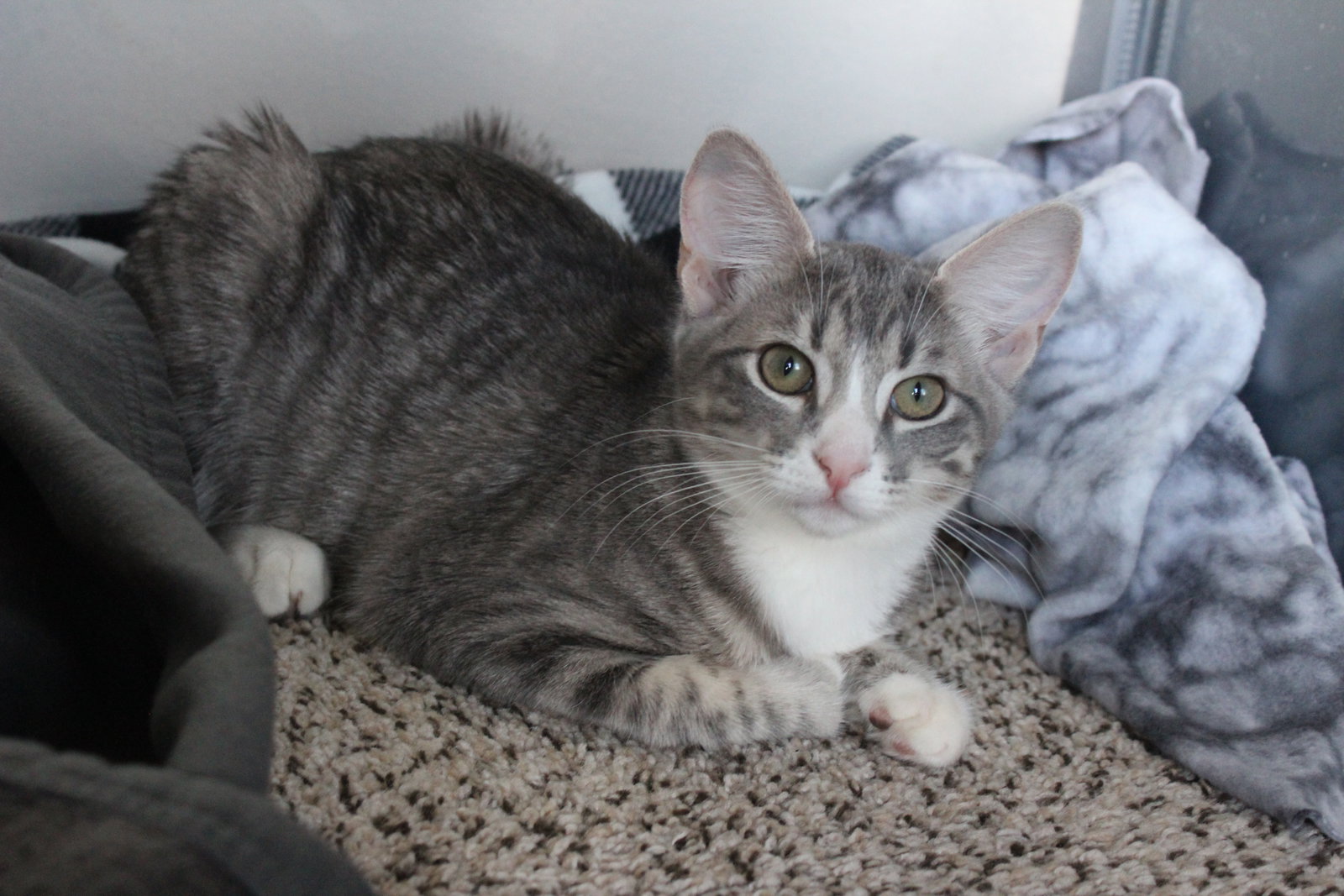 Cats for Adoption in Herculaneum, Missouri Alpha Paw