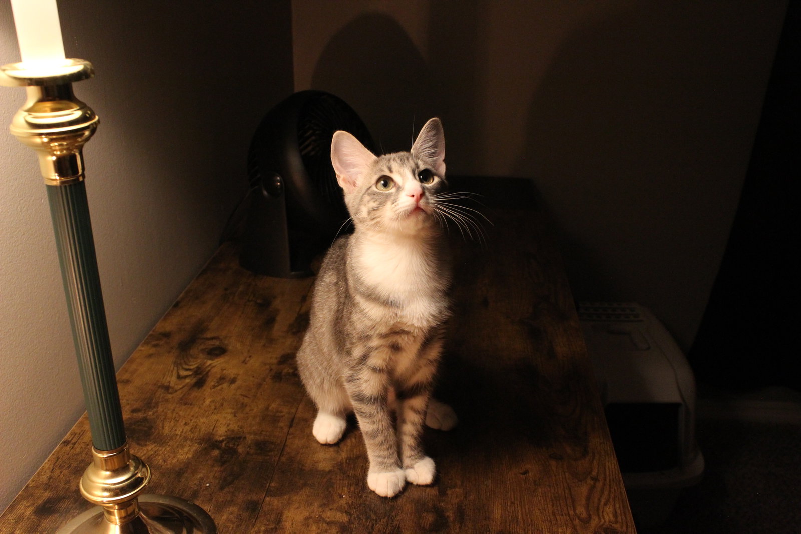 Cats for Adoption in Herculaneum, Missouri Alpha Paw