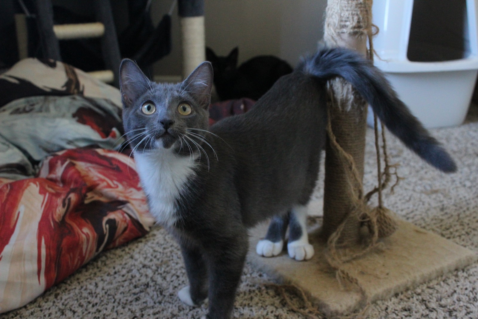 Cats for Adoption in Herculaneum, Missouri Alpha Paw