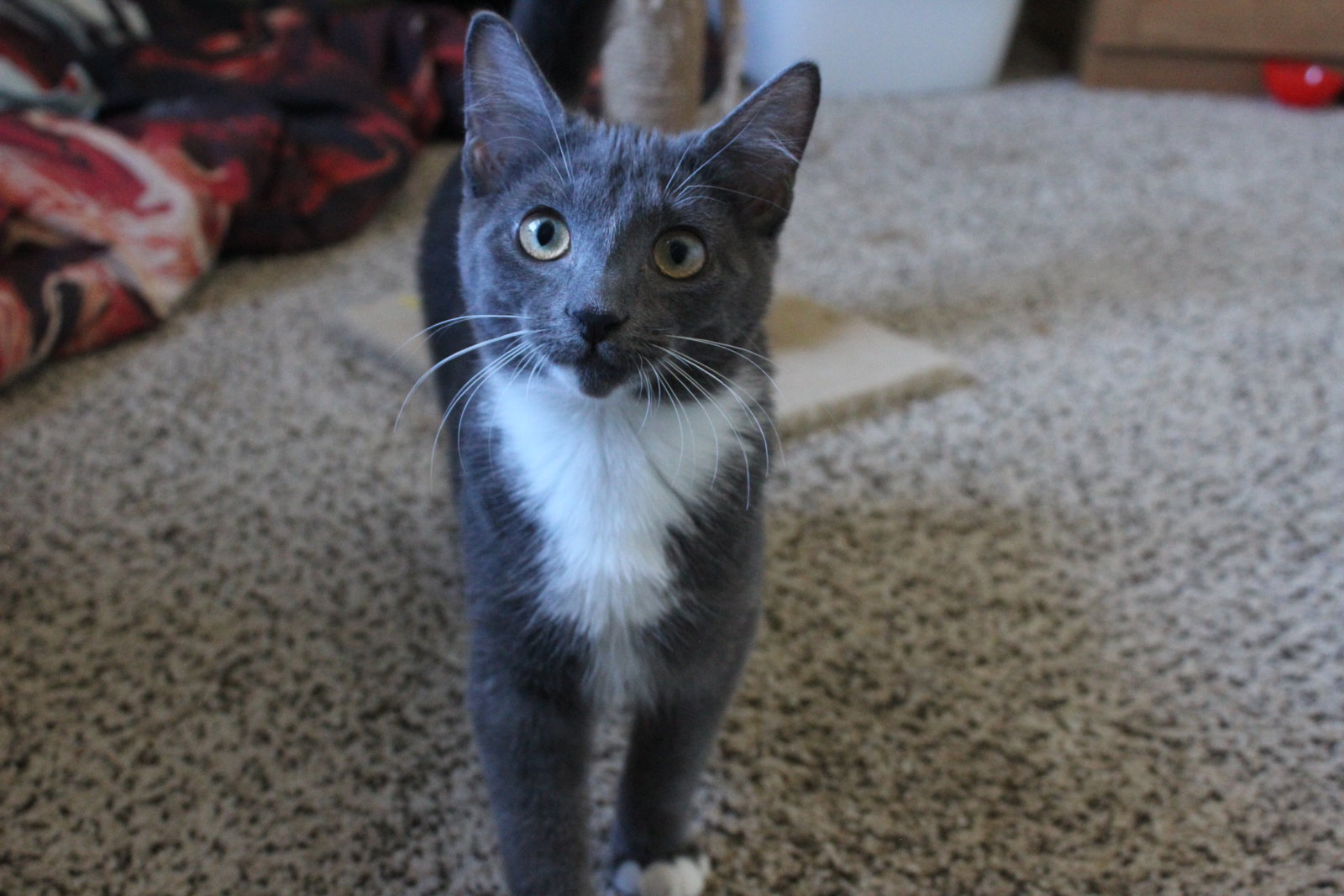 Cats for Adoption in Herculaneum, Missouri Alpha Paw