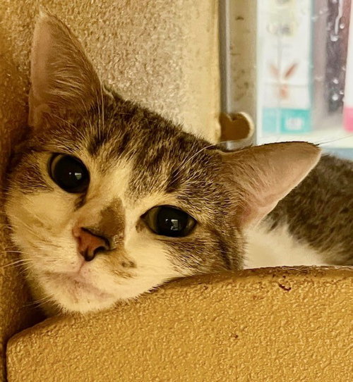 FIONA - Tabby / Domestic Short Hair available for adoption