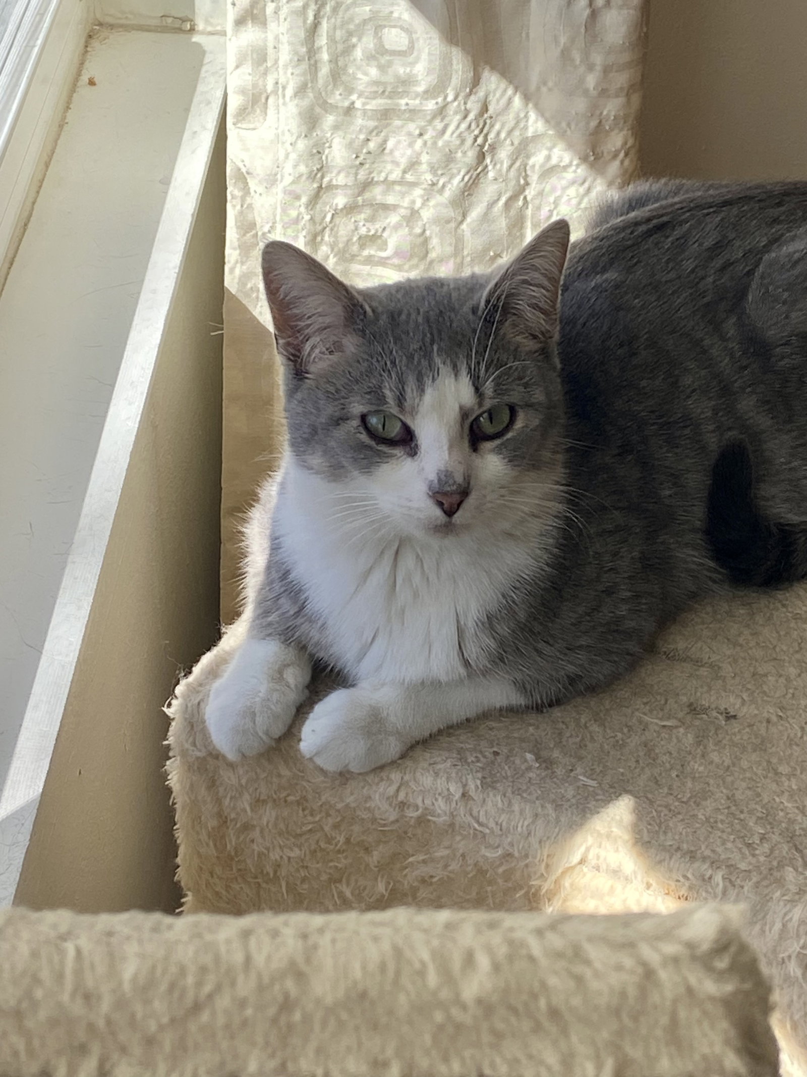 Cats for Adoption in Winfield, Missouri Alpha Paw