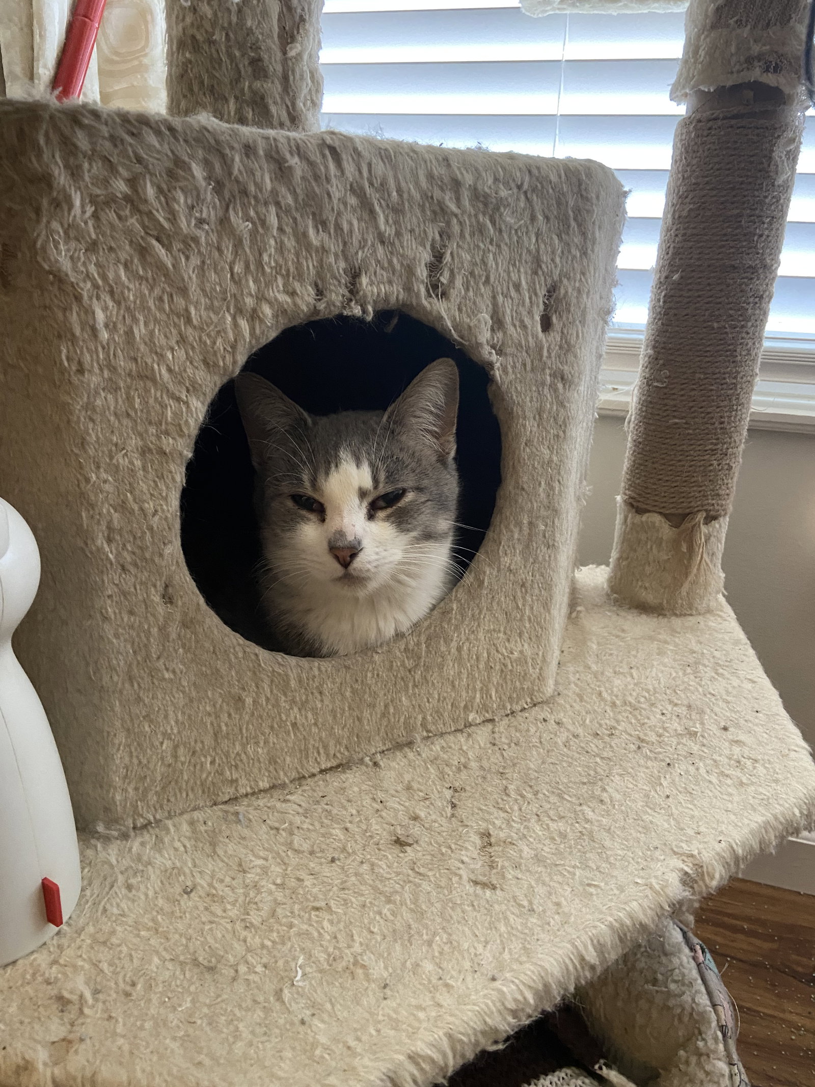 Cats for Adoption in Winfield, Missouri Alpha Paw
