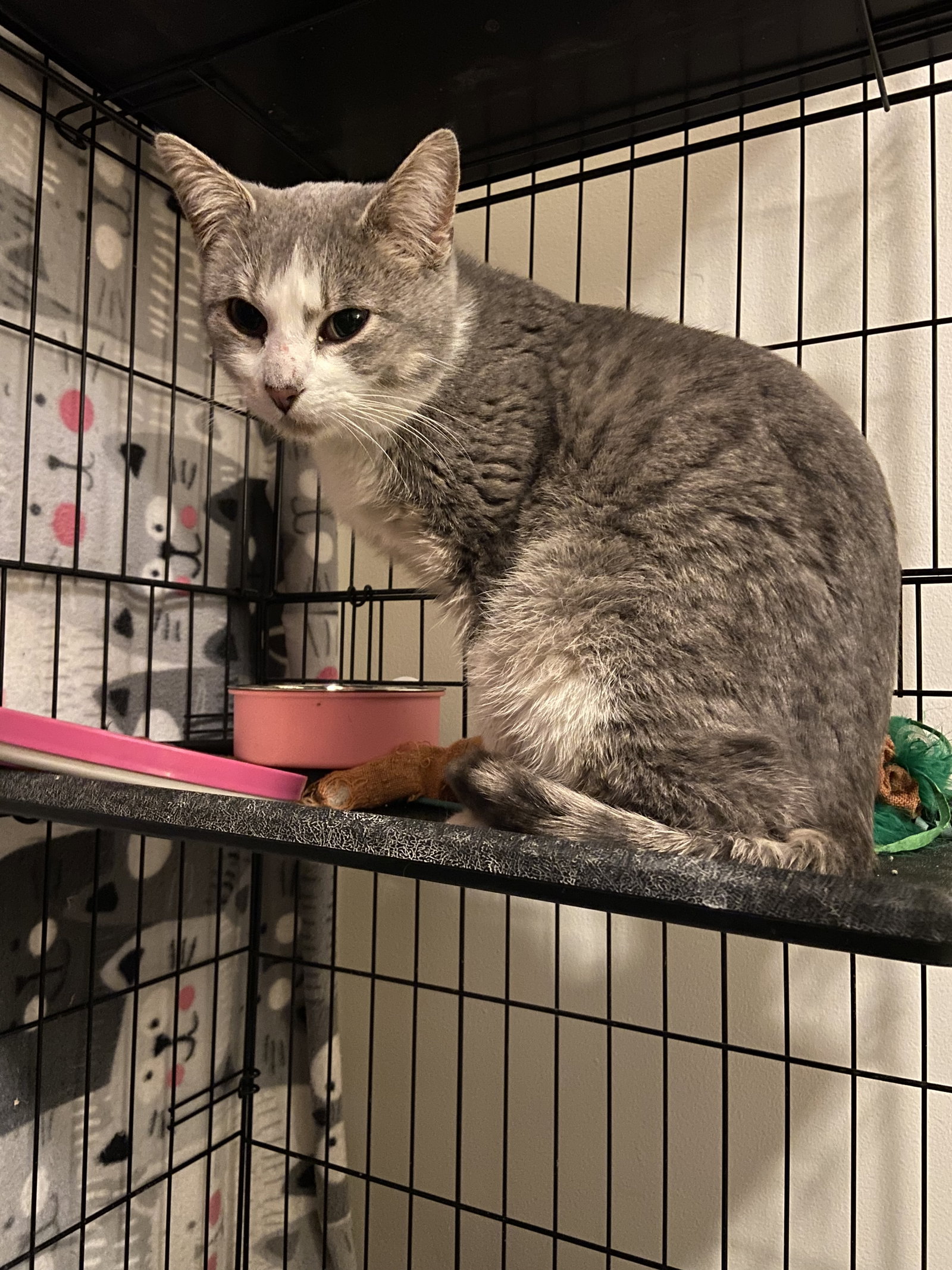 Cats for Adoption in Winfield, Missouri Alpha Paw