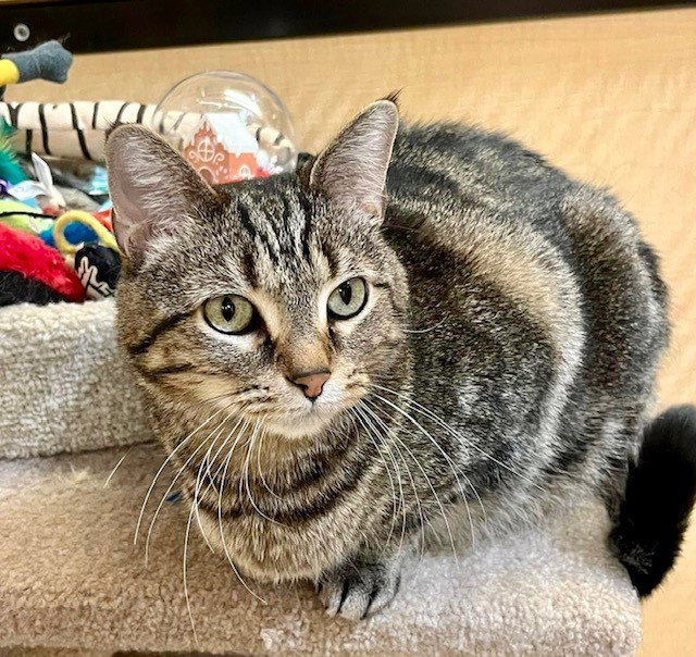 Cats for Adoption in Troy, Missouri Alpha Paw