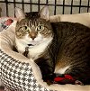adoptable Cat in , MO named Missy