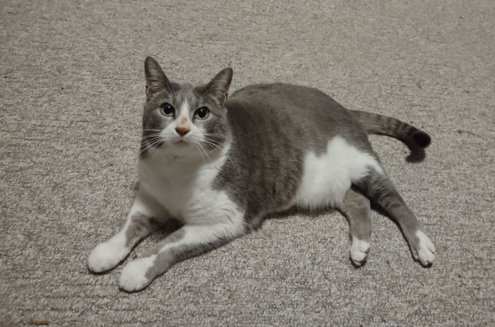 adoptable Cat in O Fallon, MO named Sunny Dee