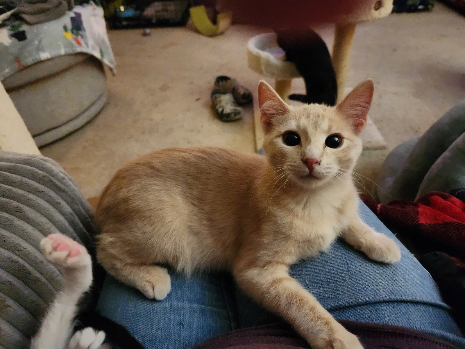 Cats for Adoption in O Fallon, Illinois Alpha Paw