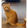 adoptable Cat in  named Butterscotch