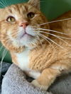 adoptable Cat in O Fallon, MO named Ralphie