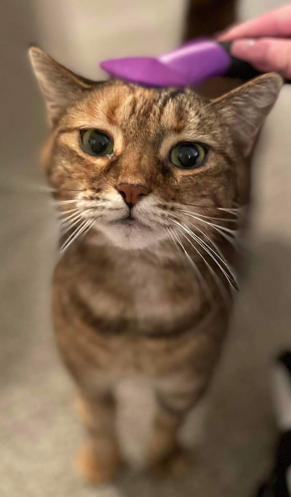 adoptable Cat in O Fallon, MO named Mimi