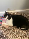 adoptable Cat in O Fallon, MO named Rocco