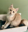 adoptable Cat in O Fallon, MO named Dickens