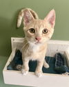 adoptable Cat in O Fallon, MO named Waldo