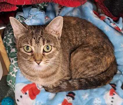 adoptable Cat in O Fallon, MO named Daisy Mae