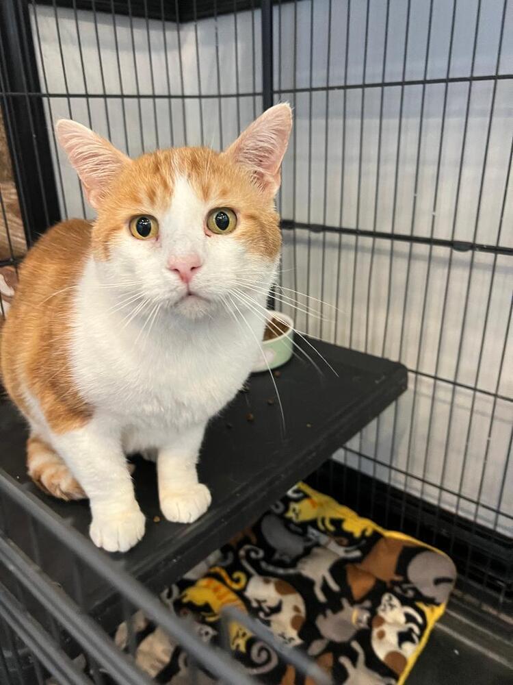 adoptable Cat in O Fallon, MO named Odin