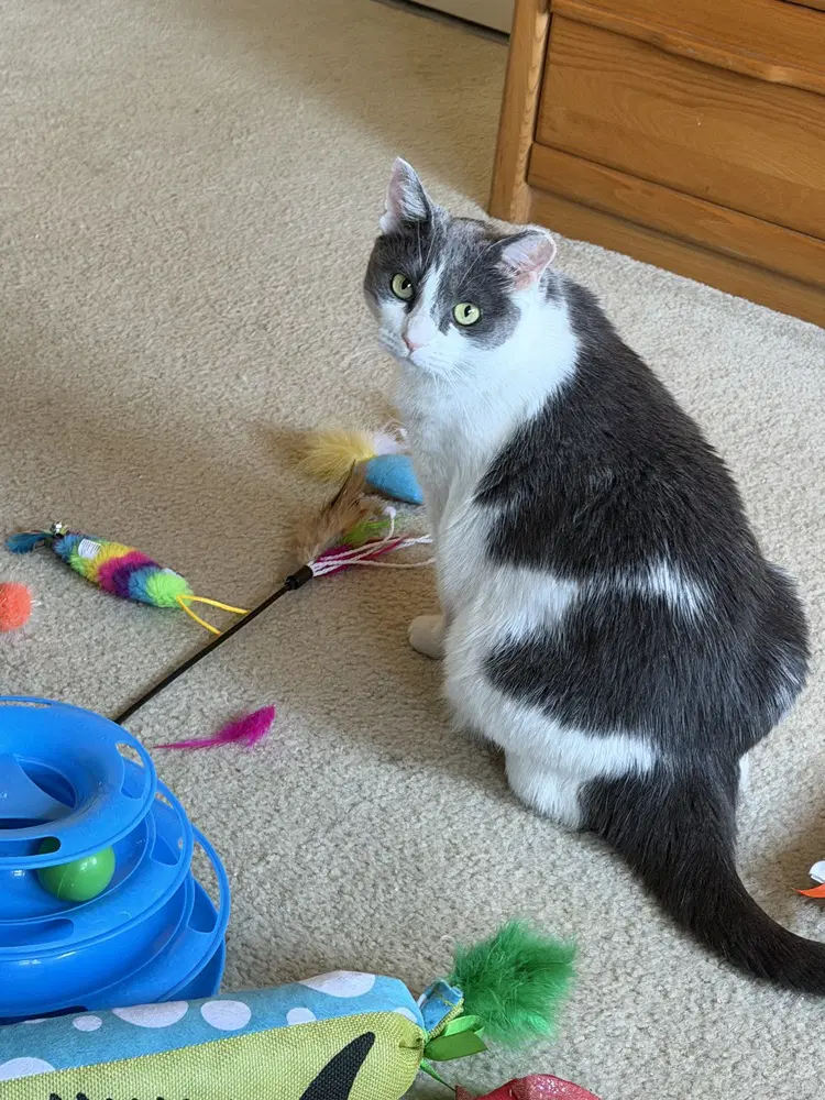 Domino image 3
