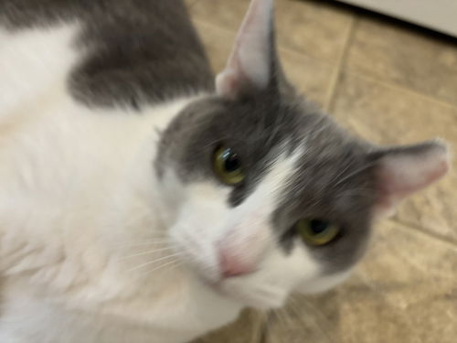 picture of the cat needing adoption