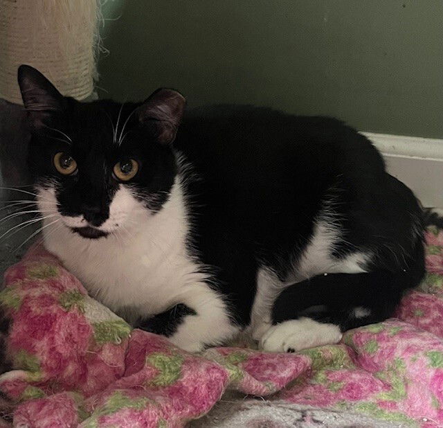 adoptable Cat in O Fallon, MO named Amal Clooney