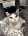 adoptable Cat in O Fallon, MO named Emmy