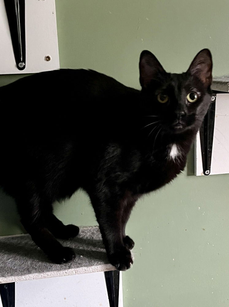 adoptable Cat in O Fallon, MO named Luna