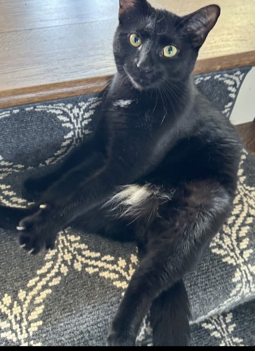 picture of the cat needing adoption