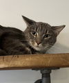 adoptable Cat in o fallon, MO named Asher