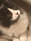 adoptable Cat in O Fallon, MO named Joshua